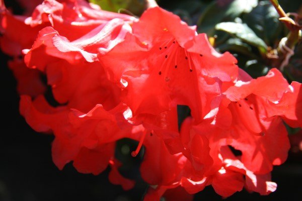 rhododendron.scarlet.wonder.lyngros.scarlet.wonder 3