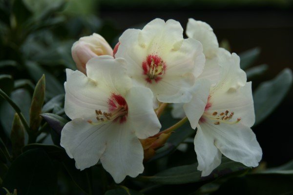 rhododendron.yak.flava.lyngros.flava 4