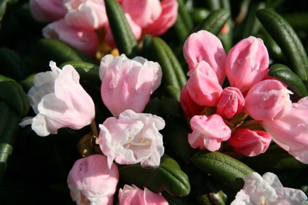 rhododendron.yak.koichiro.wada 4