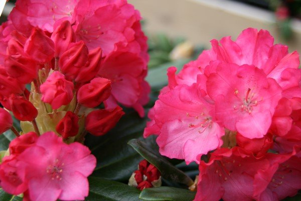 rhododendron.yak.morgenrot.lyngros.morgenrot 7
