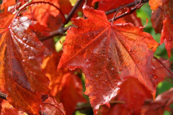 acer.platanoides.royal.red 4