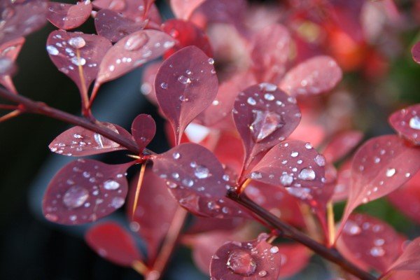 berberis.purpurabroddur.superbra