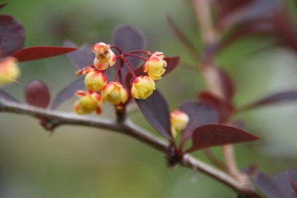 berberis.thunbergii.atropurpurea.solbroddur.atropurpurea 8