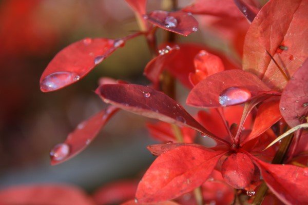 berberis.thunbergii.laugardalur.solbroddur.laugardalur 2
