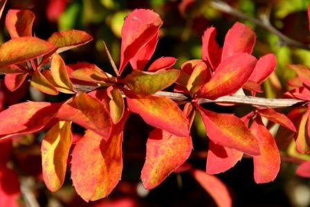 berberis.vernae.vorbroddur 4