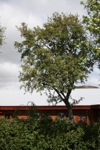 betula.pubescens.birki