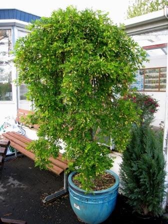 caragana.arborescens.pendula.hengikergi.copy