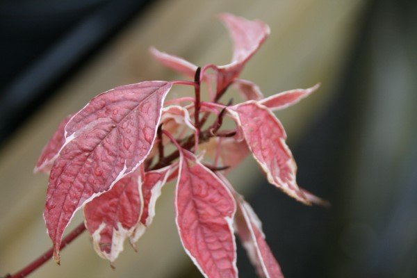 cornus.alba.sibirica.variegata.sveighyrnir.sibrica.variegata 6
