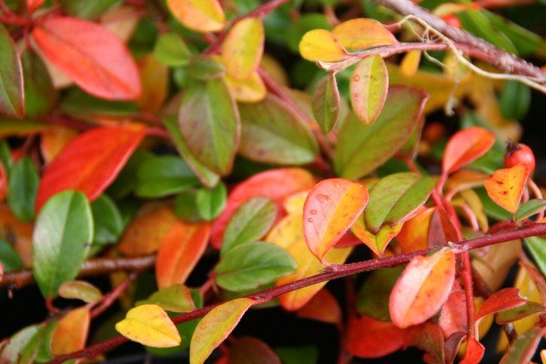 cotoneaster.dammeri.rami.breidumispill.rami 4