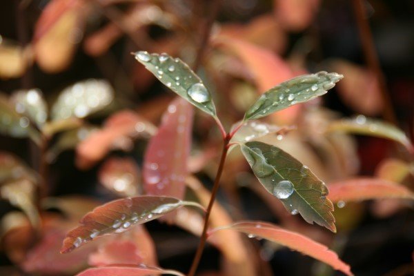 exochorda.x.macrantha.the.bride.perlurunni.the.bride 7 - Copy