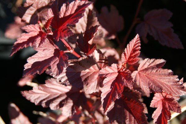 gardakvistill.center.glow 5