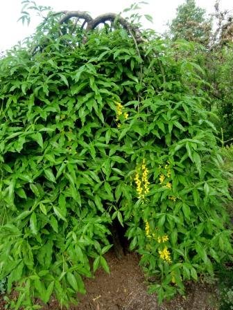 laburnum.alpinum.pendulum.hengigullregn 1