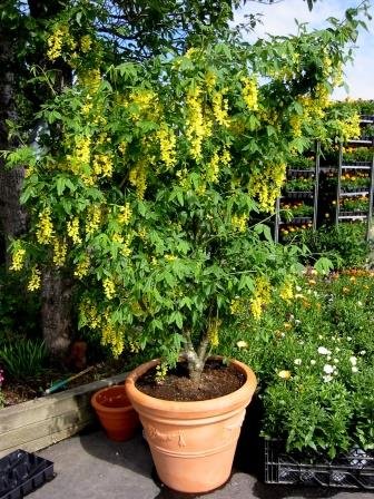 laburnum.x.watereri.vossi.gardagullregn 1