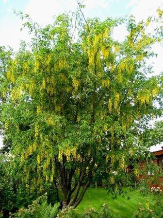 laburnum.x.watereri.vossi.gardagullregn 41.copy