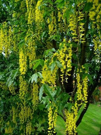 laburnum.x.watereri.vossi.gardagullregn 45.copy