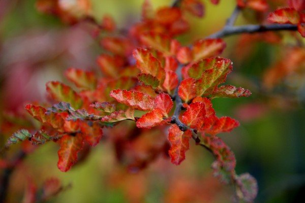 nothofagus.antarctica.snaelenja 6