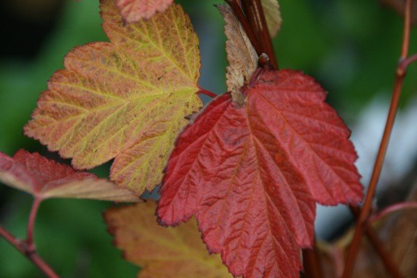 physocarpus.opulifolius.gadakvistill 4