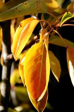 populus.trichocarpa.keisari.alaskaosp.keisari 3