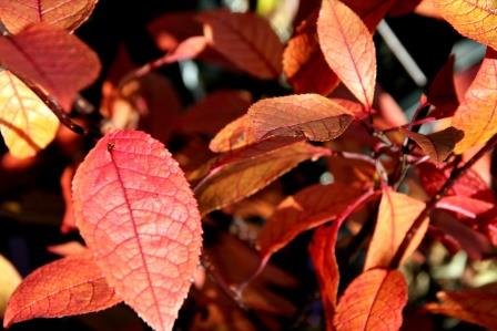 prunus.padus.colorata.blodheggur.colorata 4