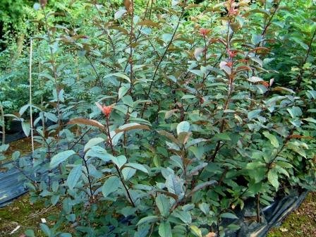 prunus.padus.colorata.blodheggur.colorata 8