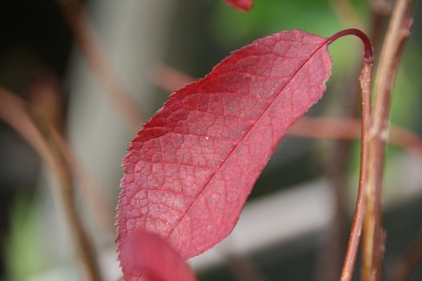 prunus.virginiana.atropurpurea.virginiuheggur 3