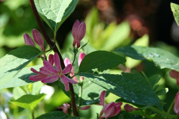 raudtoppur.arnold.red 3