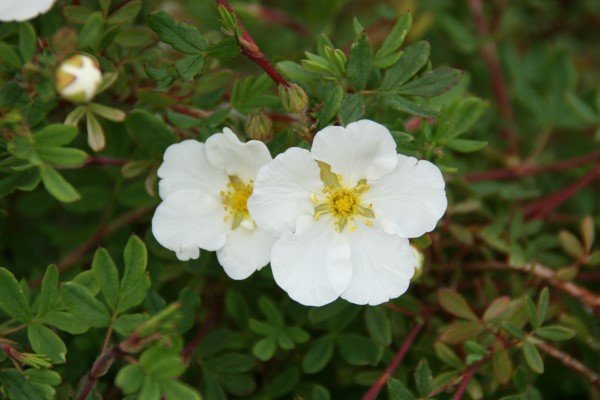 runnamura.mount.everest.hvit 1