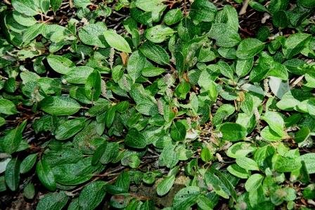 salix.reticulata.netvidir 3