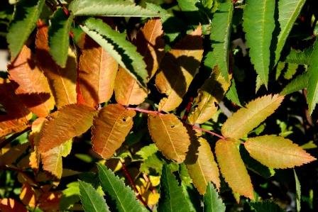 sorbus.americana.knappareynir 4