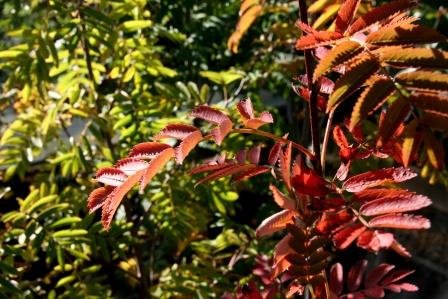 sorbus.aucuparia.ilmreynir 3