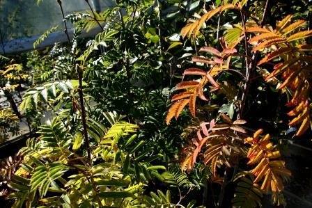 sorbus.aucuparia.ilmreynir 9