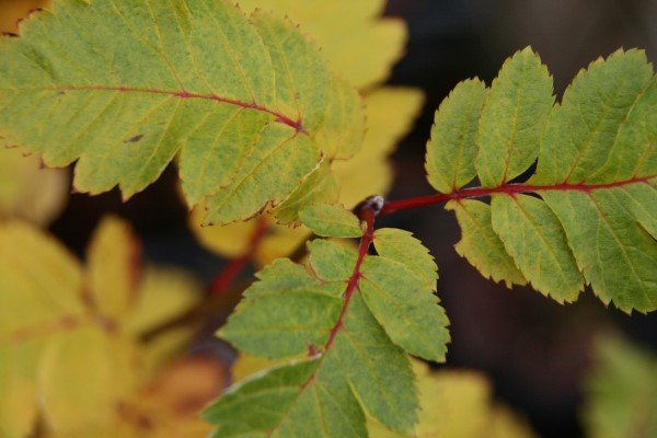 sorbus.hybrida.grareynir 3