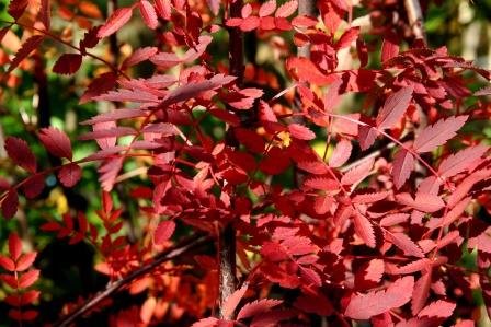 sorbus.rosea.rosareynir 11