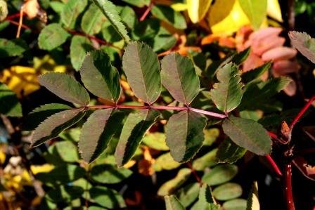 sorbus.sitchensis.sitkareynir 3
