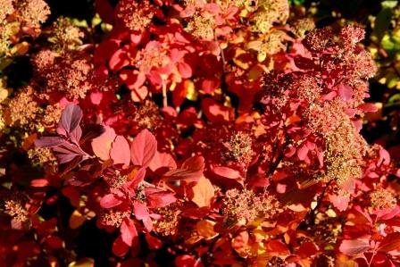 spiraea.birkikvistur 3