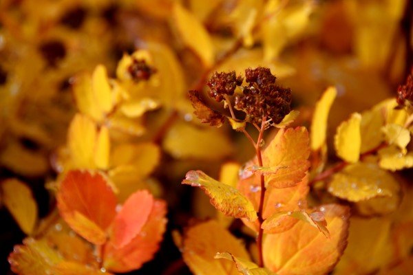 spiraea.densifloradreyrakvistur 4