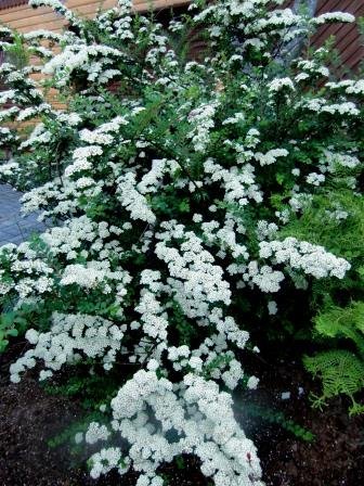 spiraea.henryi.storkvistur 1