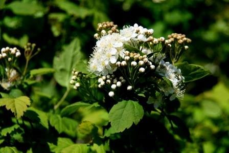 spiraea.trilobata.siberiukvistur 4