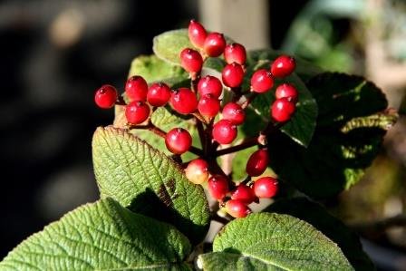 viburnum.lanata.lambarunni 1