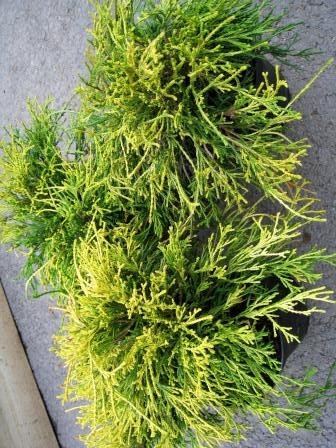 Chamaecyparis.Sungold