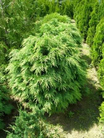 Cyprisik L.Globosa 49ec7070bc4c2