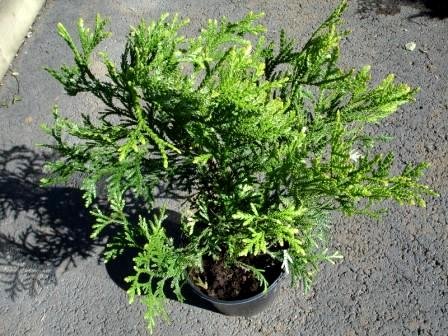 Thujopsis.dolobrata.vaxlifvidur