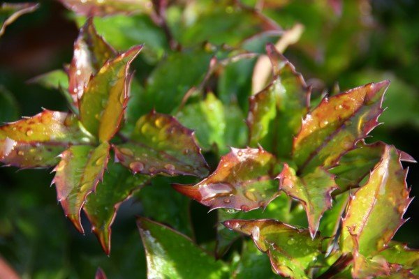 ilex.meservae.kristtyrnir.blue.princess 4