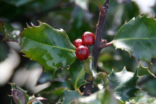 ilex.x.meservae.blue.angel.kristtyrnir.blue.angel 2