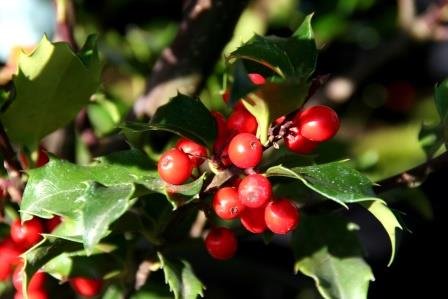 ilex.x.meserveae.blue.princess.kristthyrnir 3