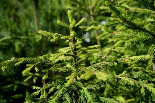 picea.abies.raudgreni 5