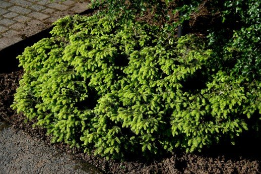 picea.abies.satugreni.raudgreni.hreidurgreni 2