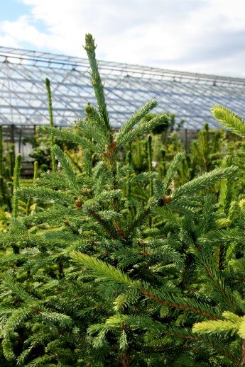 picea.glauca.hvitgreni 3