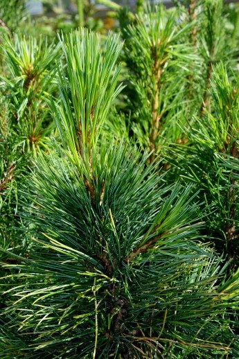 pinus.cembra.lindifura 4